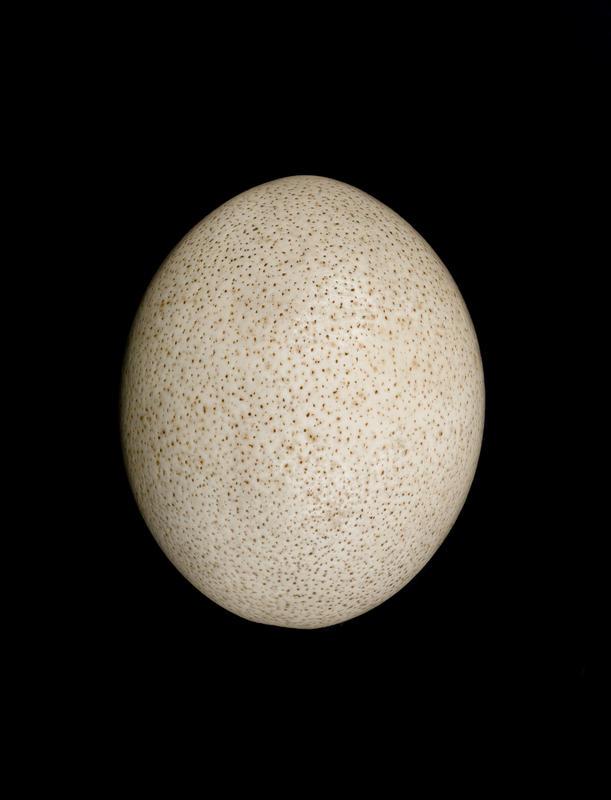 Ostrich egg Tauranga Heritage Collection