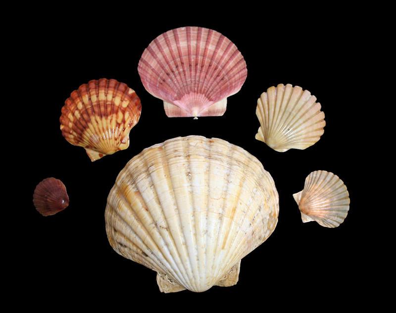 Shells, Queen Scallop Tauranga Heritage Collection