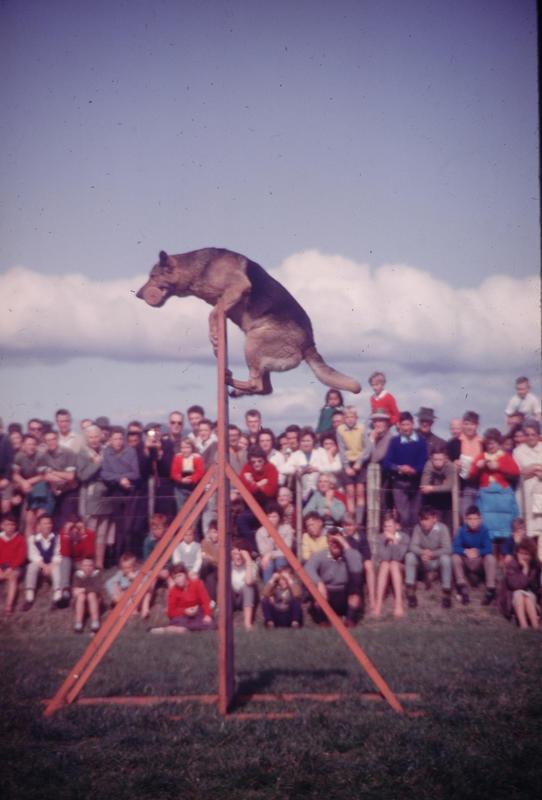 Slide, Dog, Tauranga Tauranga Heritage Collection