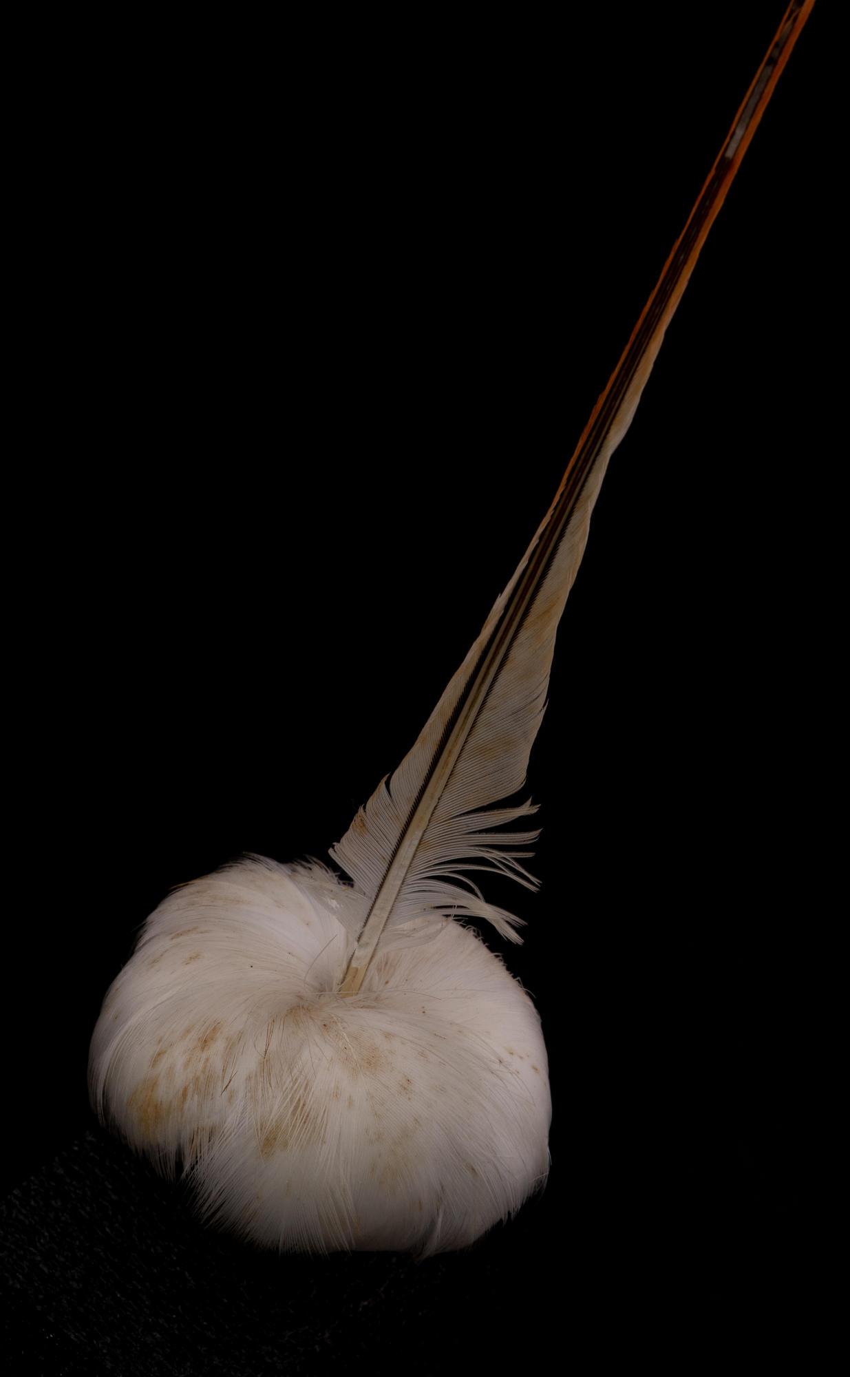 Amokura Feather Tauranga Heritage Collection