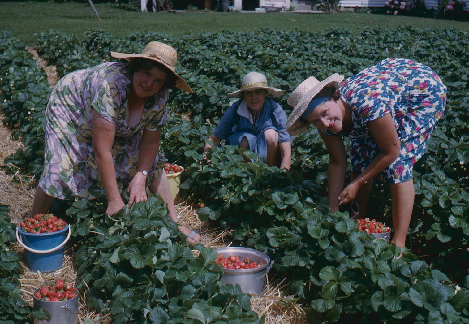 Slide, Strawberry Picking Tauranga Heritage Collection