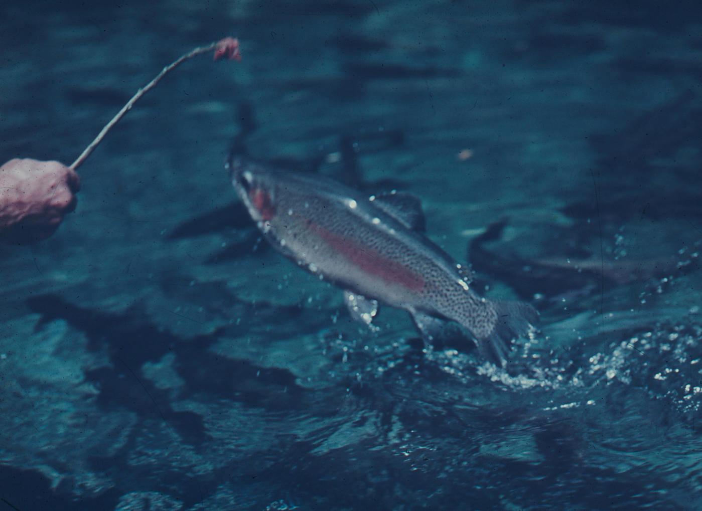Slide, Feeding Trout Tauranga Heritage Collection