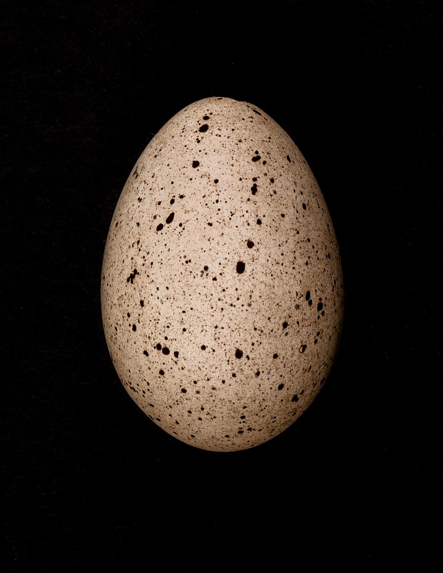 Egg shell Tauranga Heritage Collection