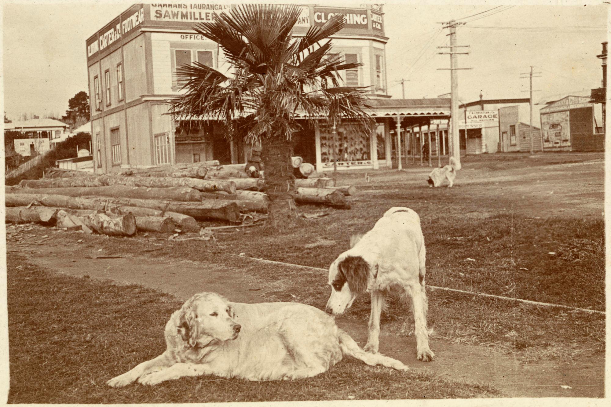 Print, Photographic, Devonport Road, The Strand, Tauranga Tauranga